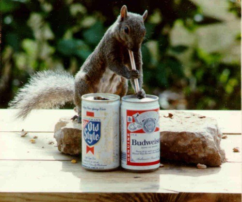 Squirlwithbeer