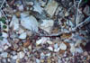 lizard