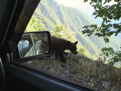 teenbearcar