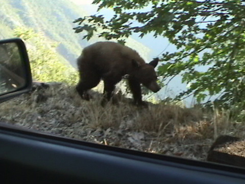teenbearcar5