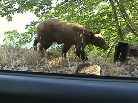 teenbearcar8
