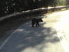 teenbear4