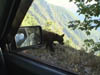 teenbearcar